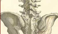 Spinal Specialist